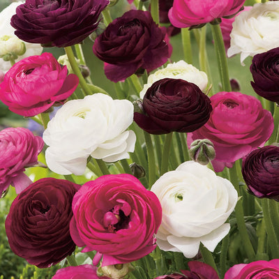 Ranunculus Pastel Blend Pkranpbl - Garden Express Australia