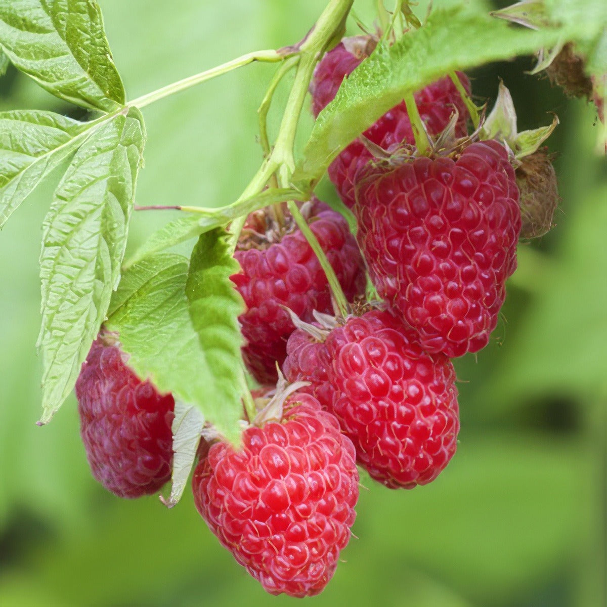 Raspberry 16 - Garden Express Australia