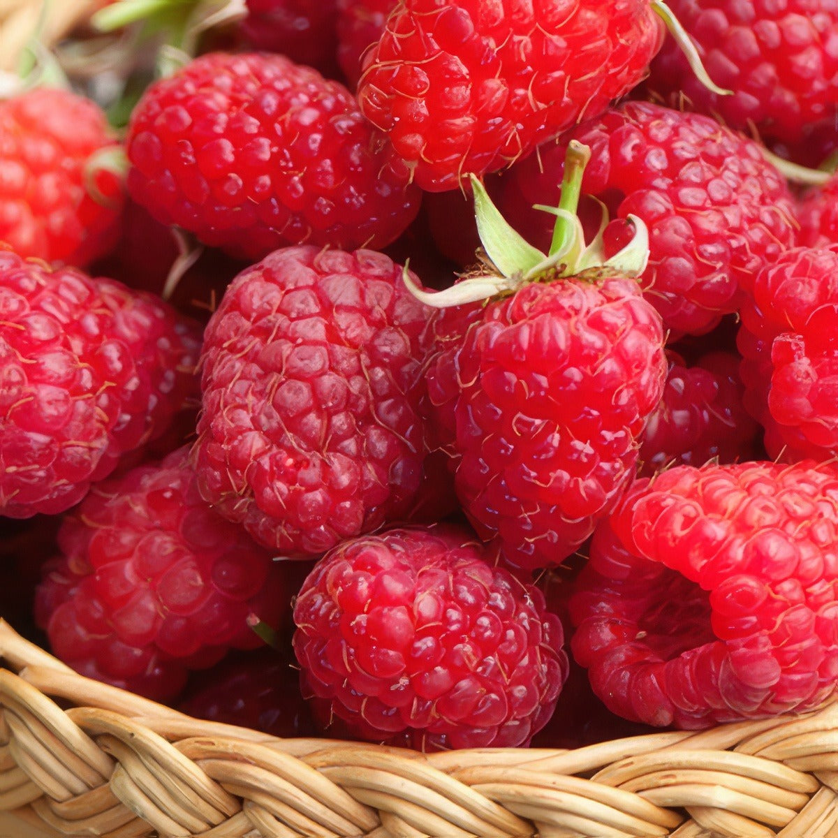 Raspberry Willamette Pkraswil - Garden Express Australia
