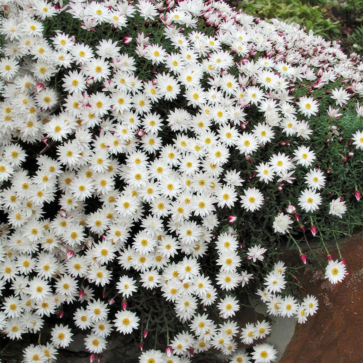 Rhodanthe Red Point Bush - Garden Express Australia