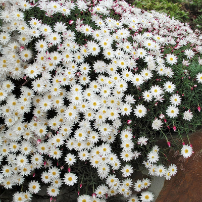 Rhodanthe Red Point Bush - Garden Express Australia