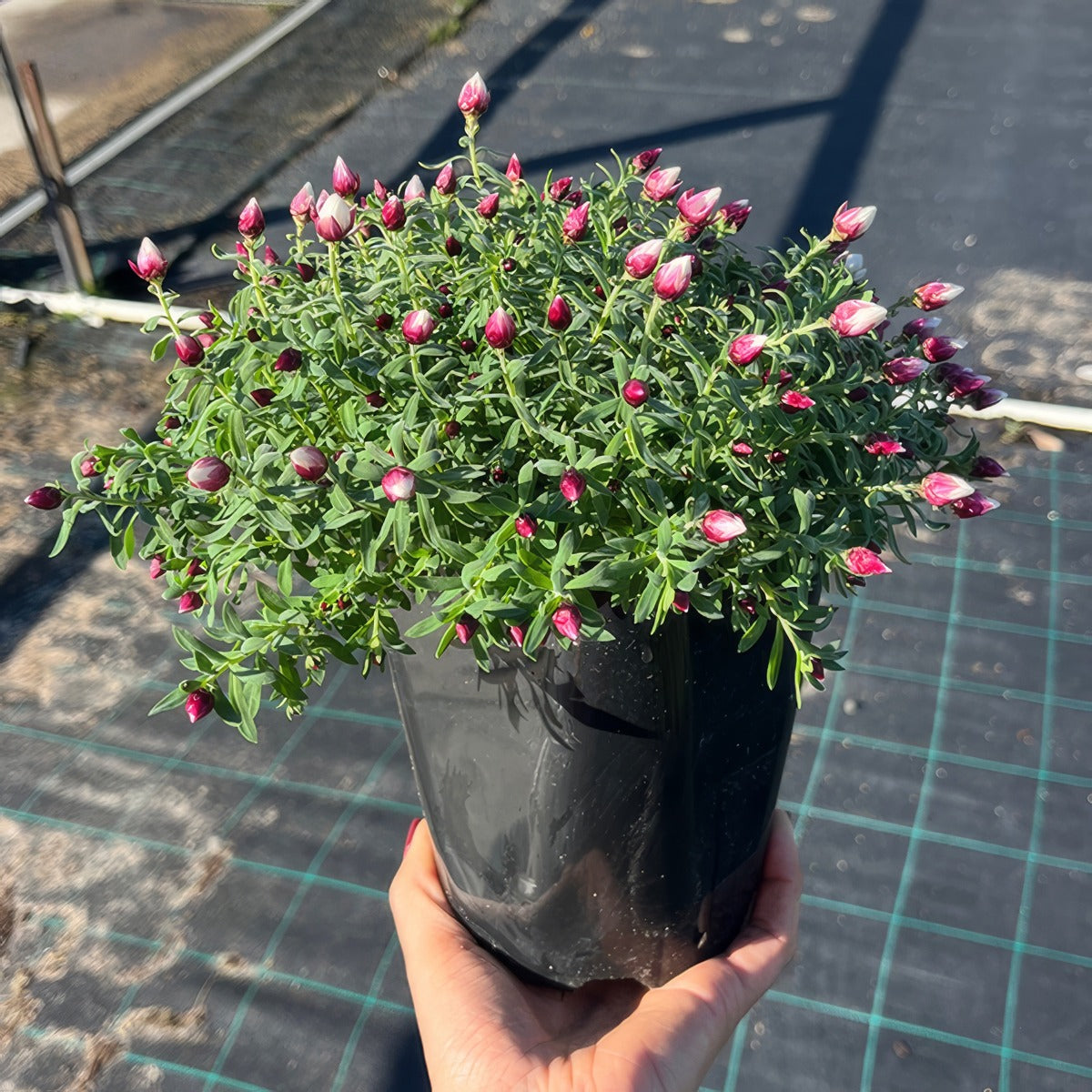Rhodanthe Red Point Pot - Garden Express Australia