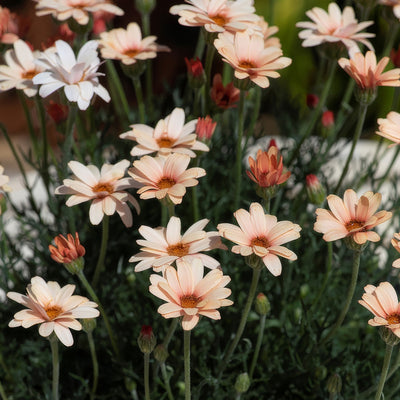 Rhodanthemum Zagora Orange P14rhozor - Garden Express Australia