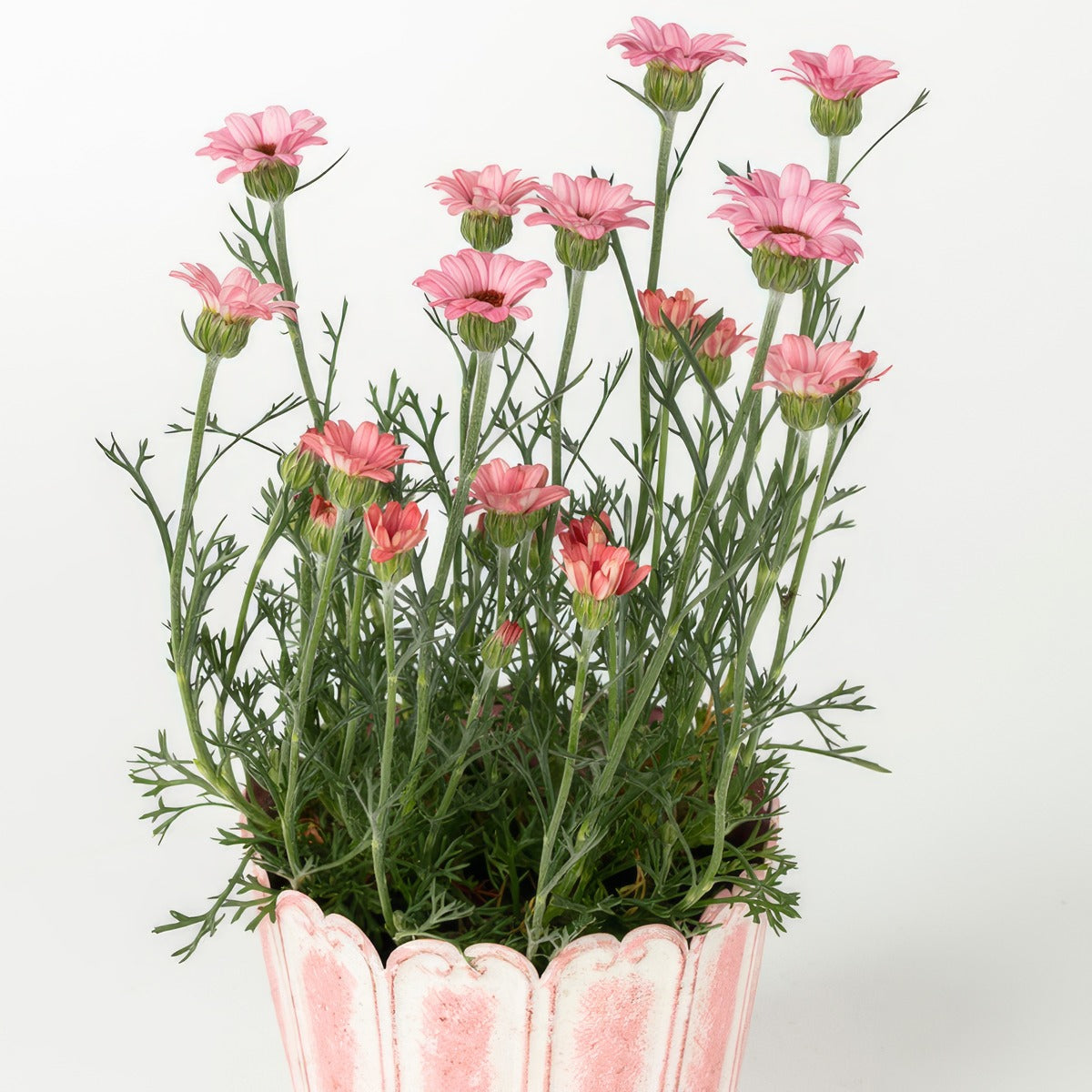 Rhodanthemum Zagora Pink - Garden Express Australia