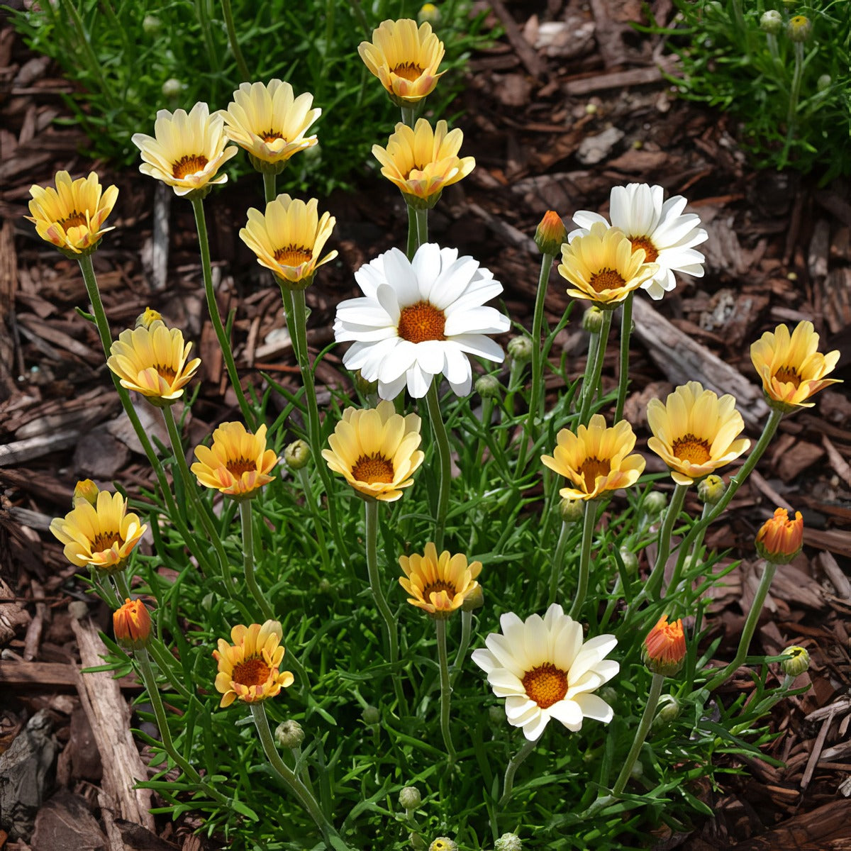 Rhodanthemum Zagora Yellow P14rhozyl - Garden Express Australia