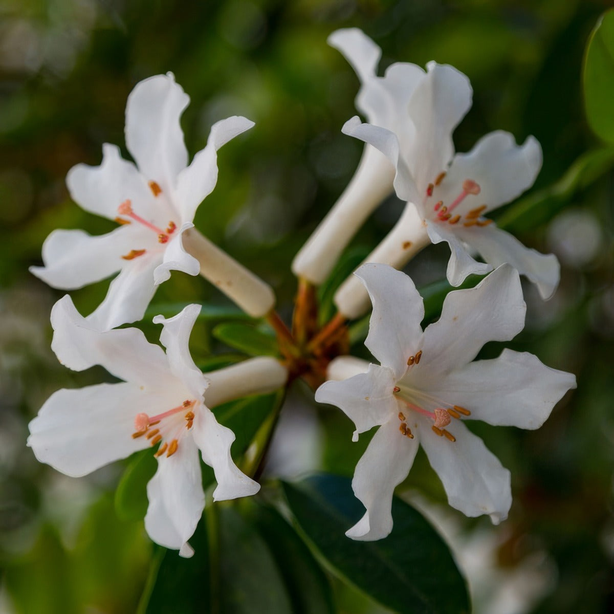 Vireya Rhododendron Aravir P14virara - Garden Express Australia