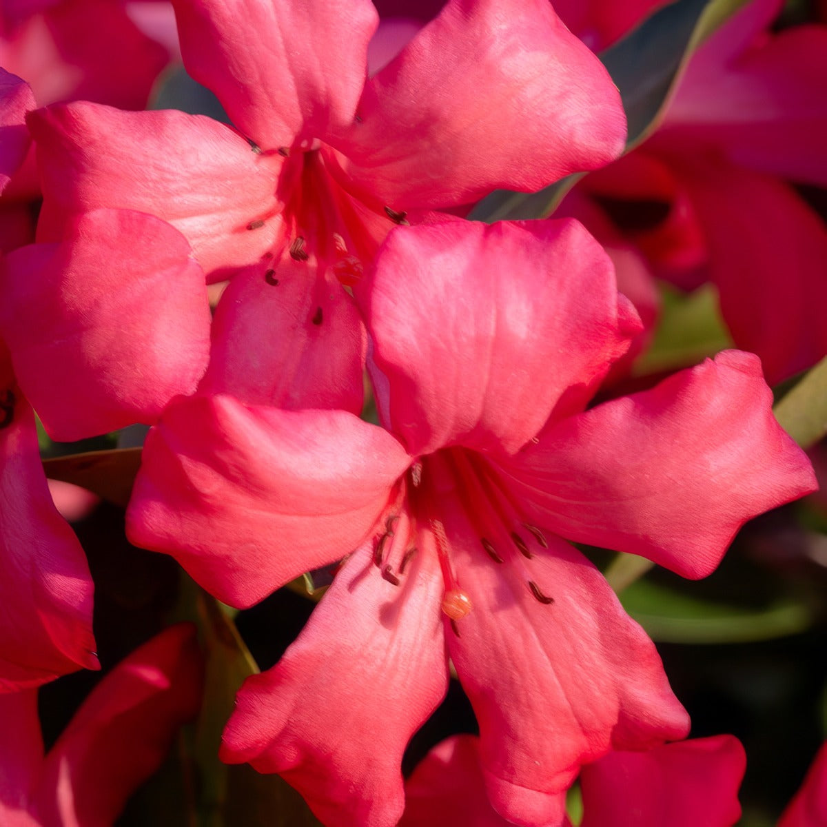 Vireya Rhododendron Summer Scent P14virssc - Garden Express Australia