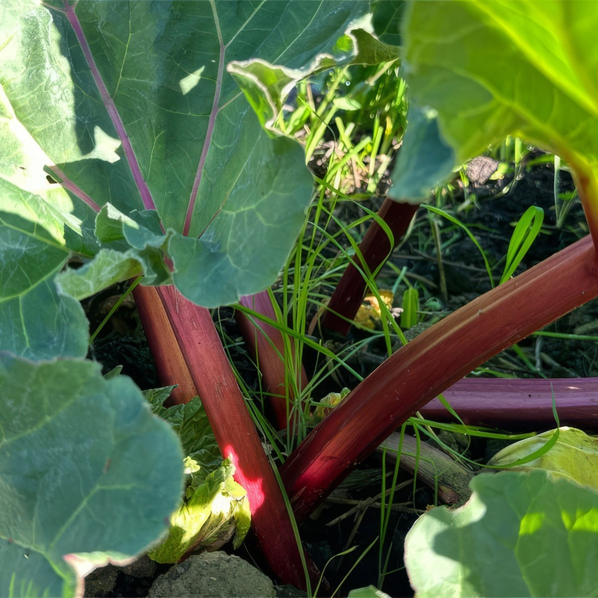 Rhubarb Crimson Giant 2 Pkrhucgi - Garden Express Australia