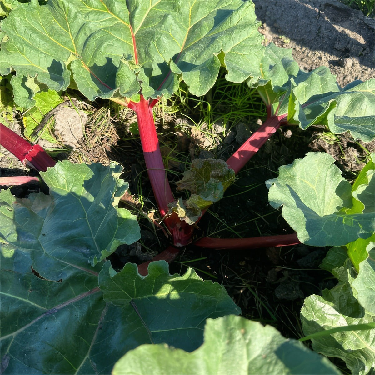 Rhubarb Crimson Giant 3 Pkrhucgi - Garden Express Australia