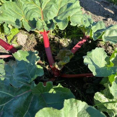 Rhubarb Crimson Giant 3 Pkrhucgi - Garden Express Australia