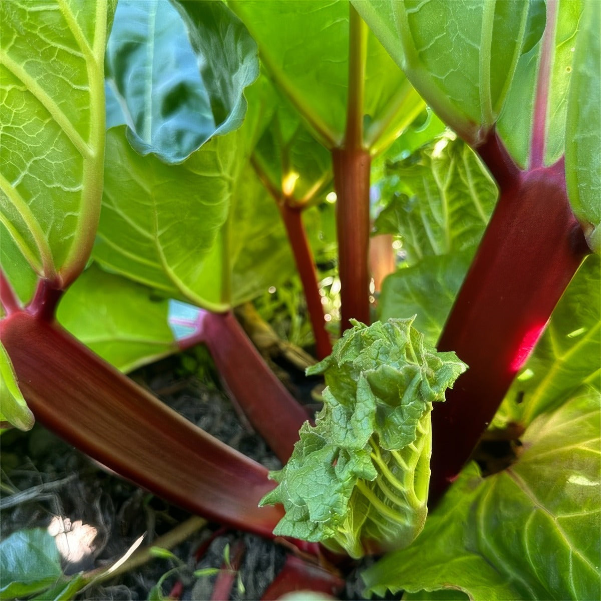 Rhubarb Mammoth Ruby 2 Pkrhumru - Garden Express Australia