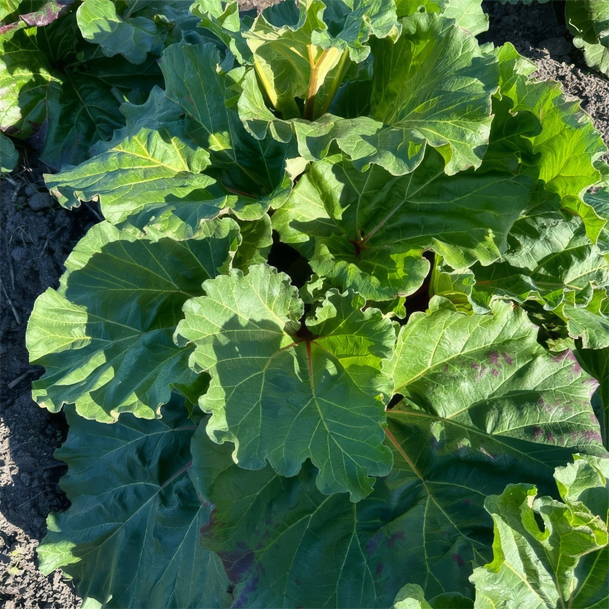 Rhubarb Mammoth Ruby 3 Pkrhumru - Garden Express Australia