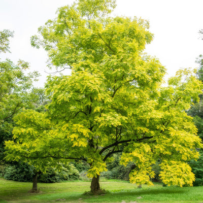 Robinia Frisia - Garden Express Australia