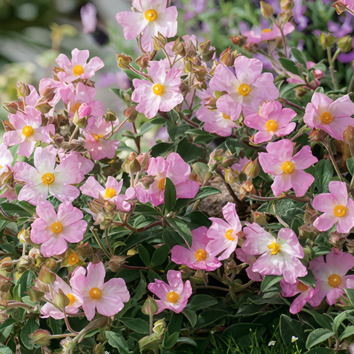 Rock Rose Grayswood Pink Lporrogpi - Garden Express Australia