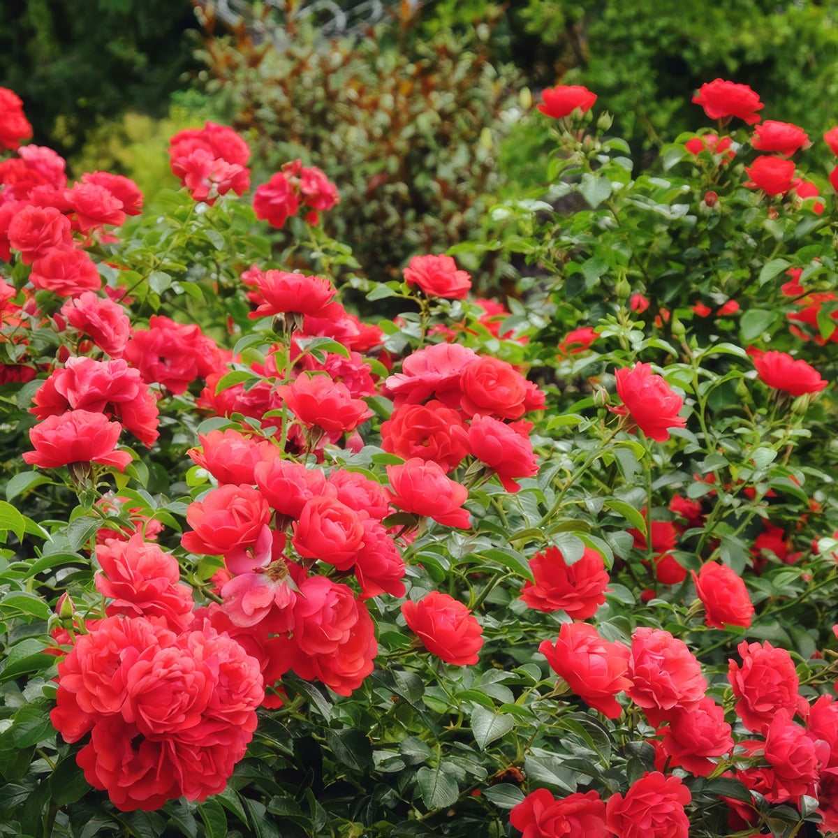 Rose Flower Carpet Scarlet P14rosfcs - Garden Express Australia