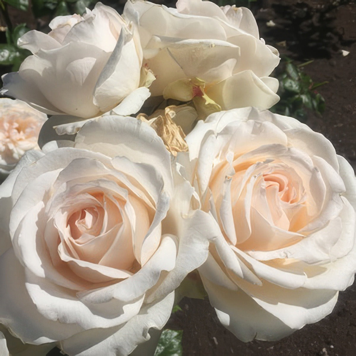 Brindabella Bouquet Rosbbou - Garden Express Australia