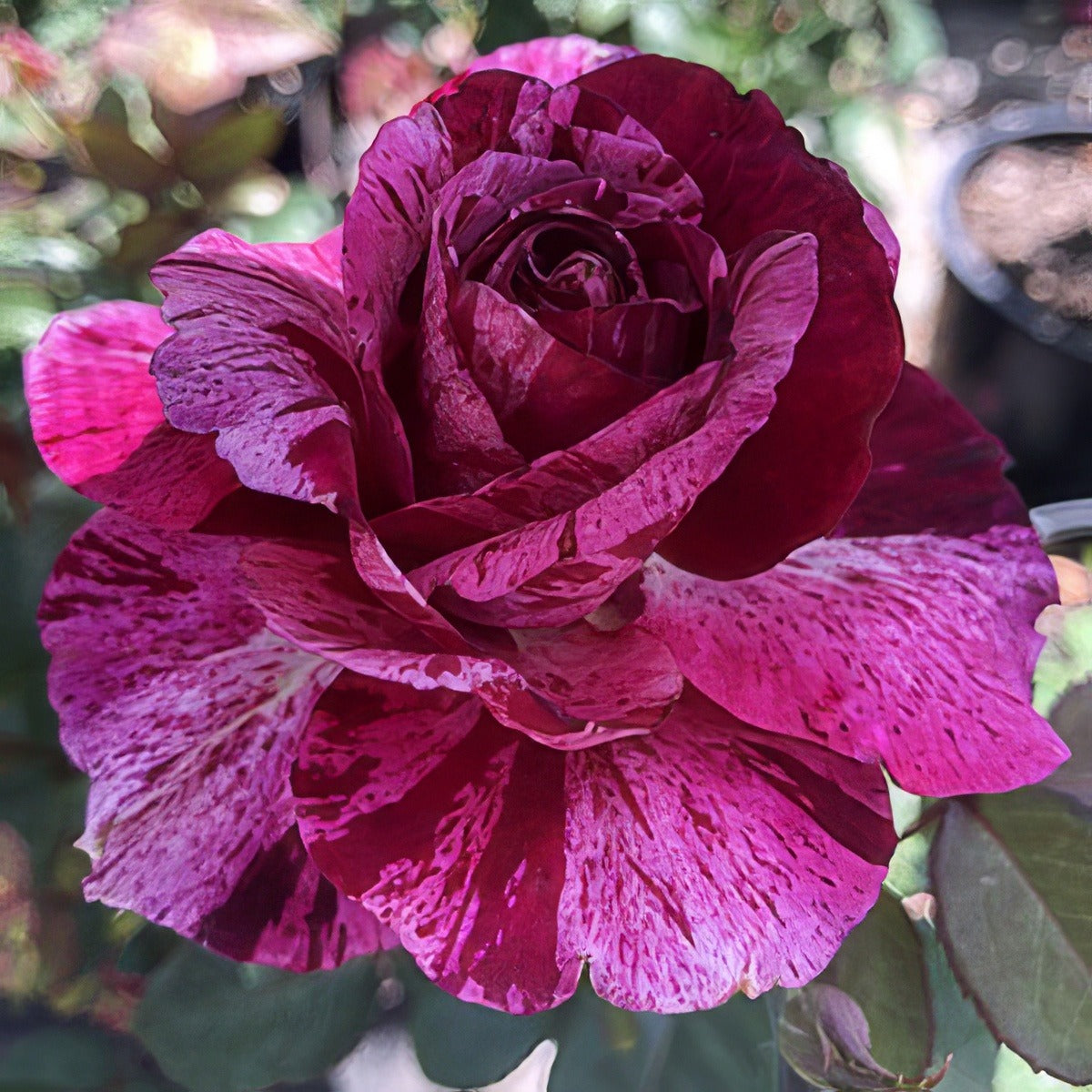 Brindabella Burgundy Tiger Rosbbti - Garden Express Australia