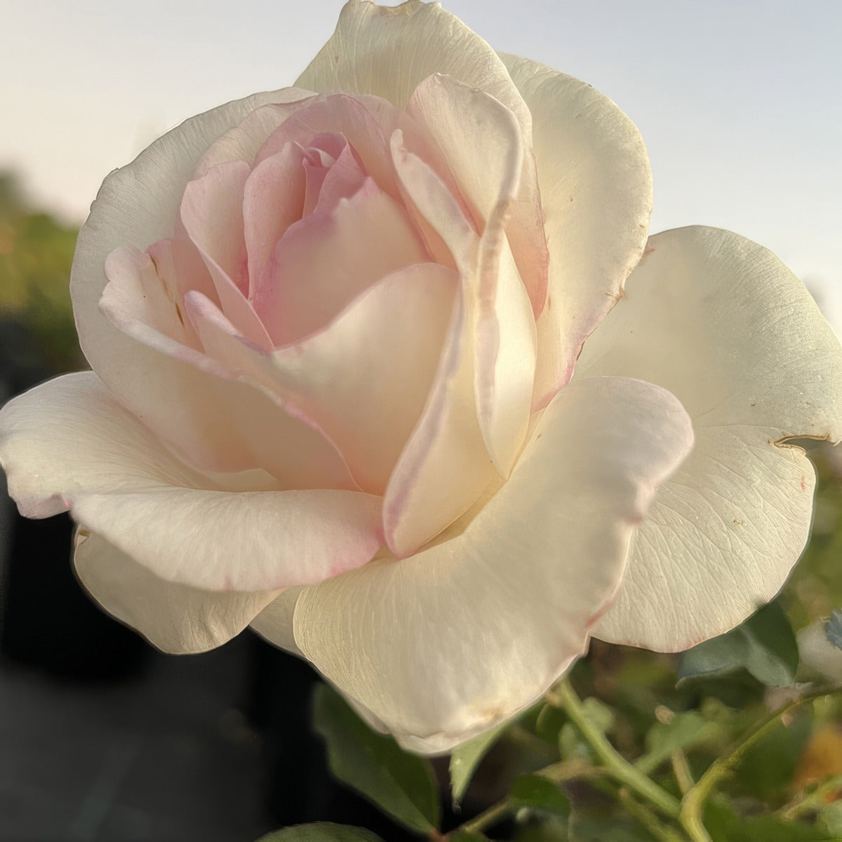 Brindabella Cameo - Garden Express Australia