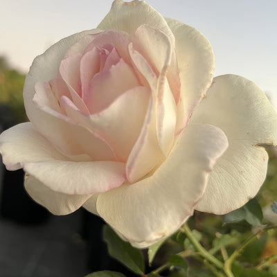 Brindabella Cameo - Garden Express Australia