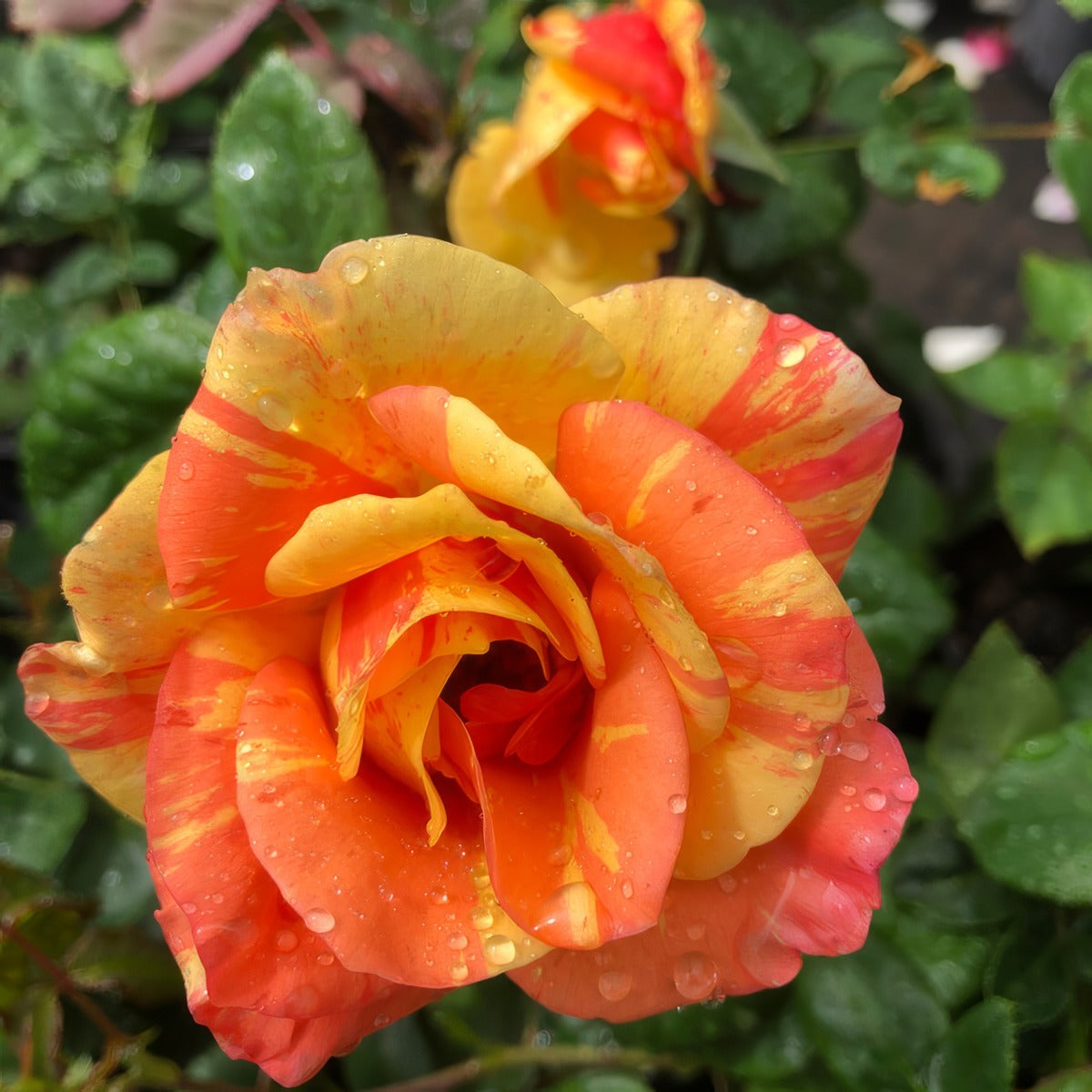 Brindabella Rose Delta Tiger Rosbdti - Garden Express Australia