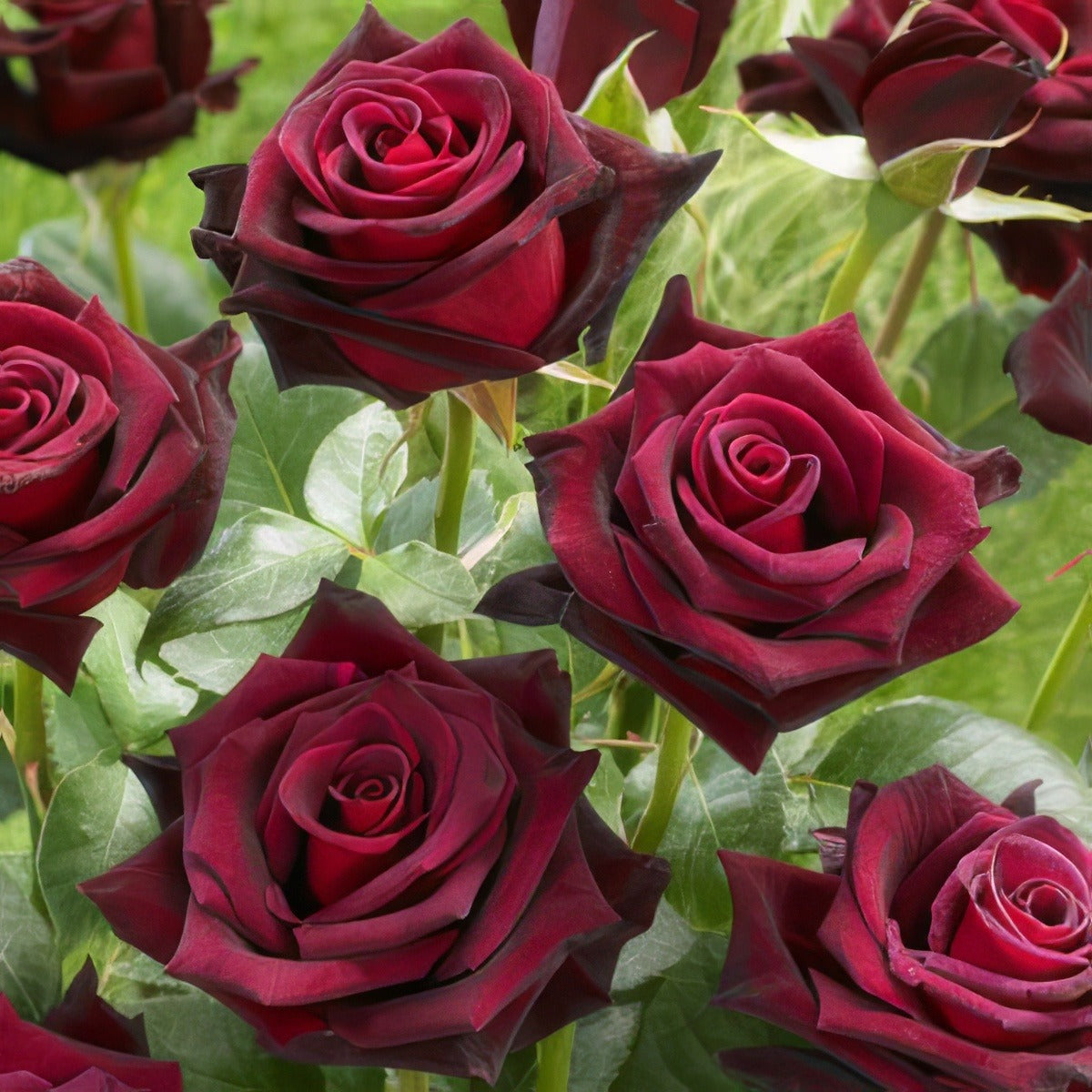 Brindabella Ebony Spell Rosbes - Garden Express Australia
