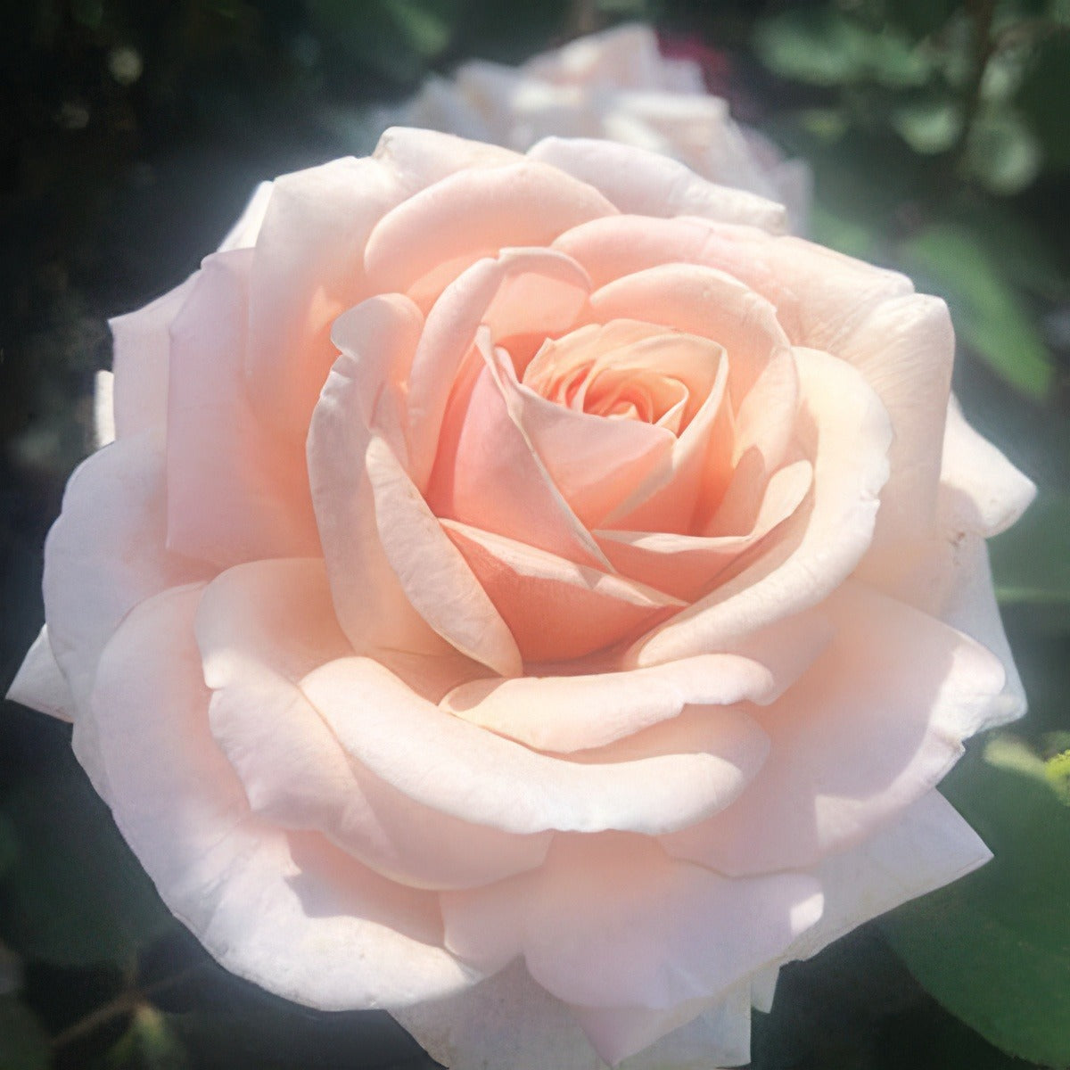 Brindabella Jewel Rosbjew 2020 - Garden Express Australia