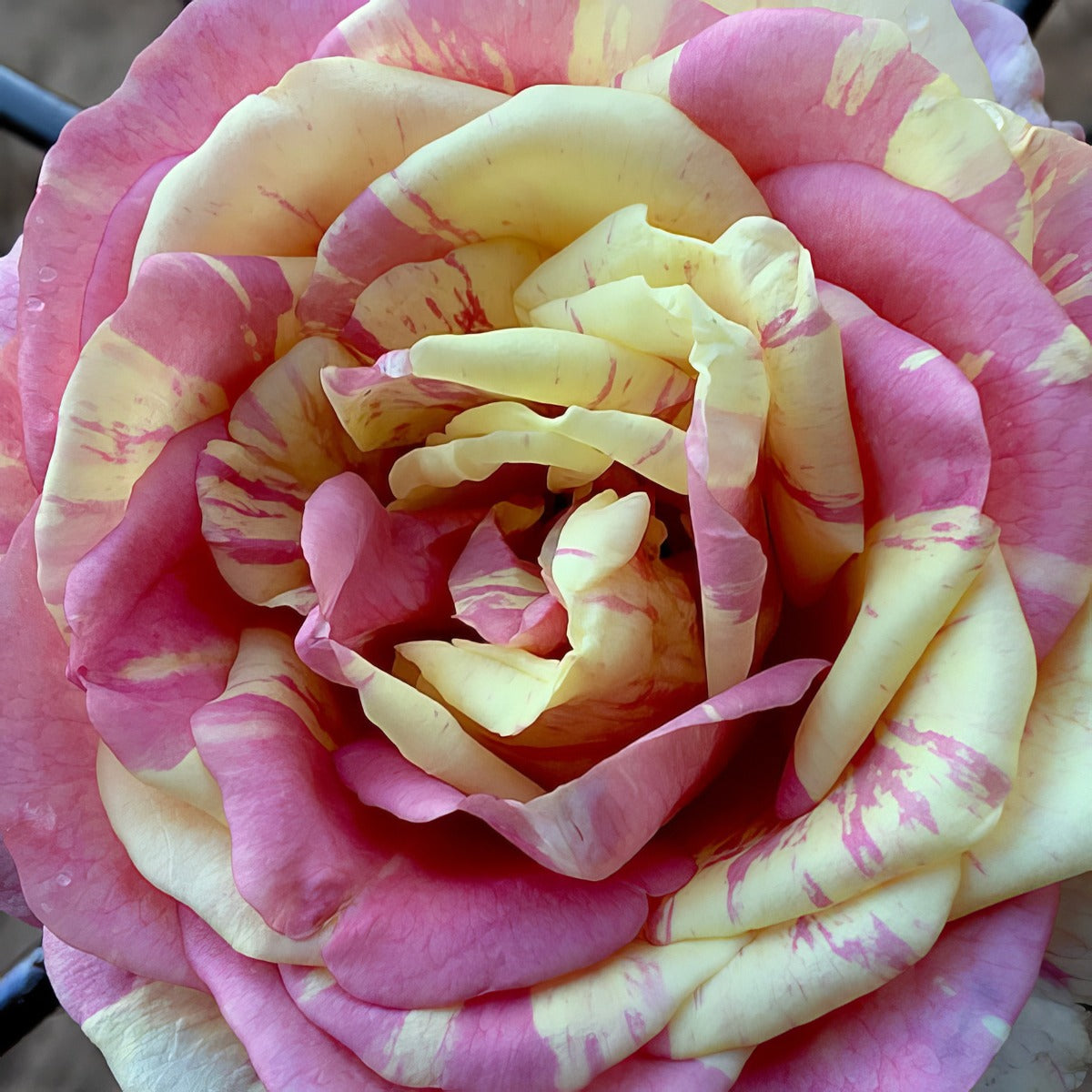 Brindabella Rose Pastel Tiger Rosbpti - Garden Express Australia