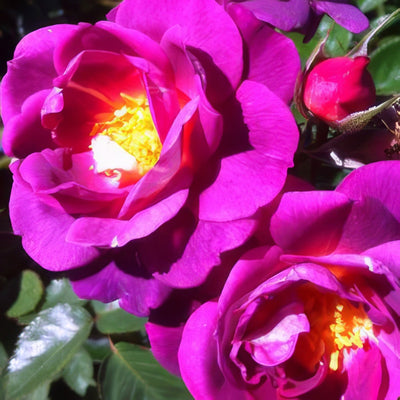 Brindabella Swoon - Garden Express Australia