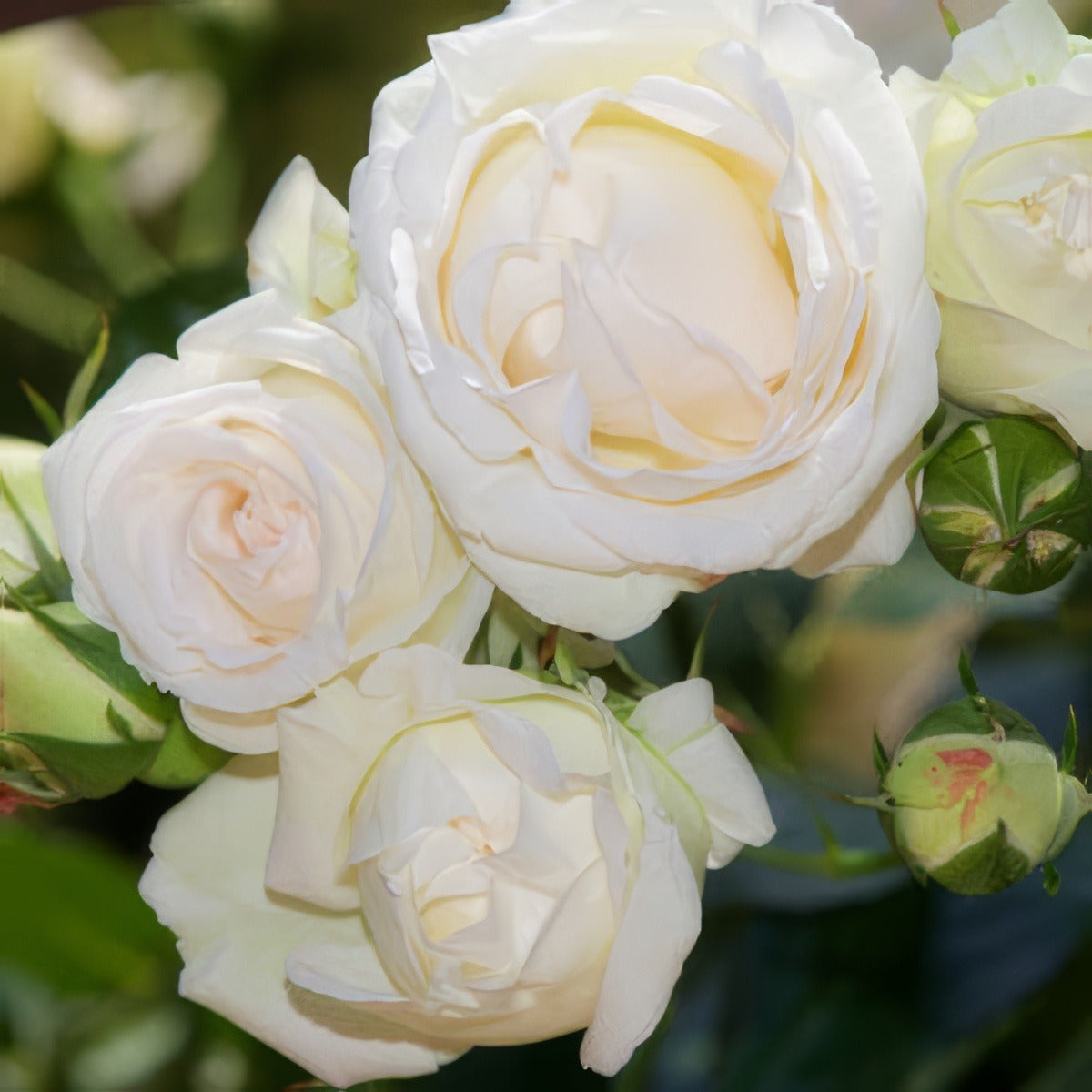 Blushing Pierre De Ronsard 2019 Roscbpd - Garden Express Australia