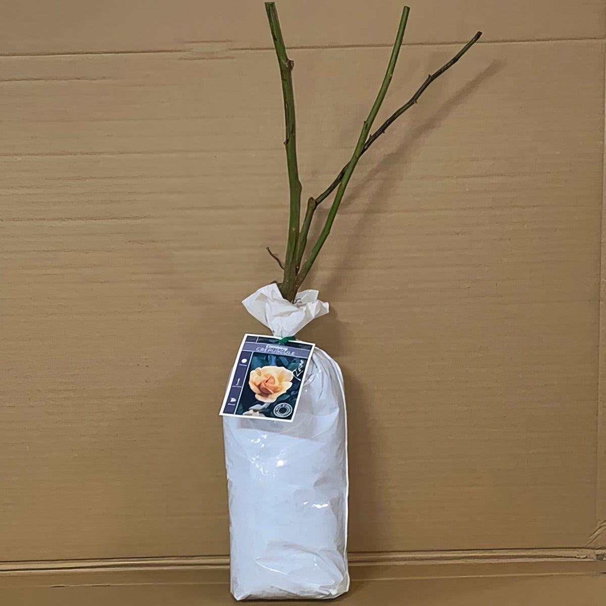 Rose Crepuscule Rosccre 1 - Garden Express Australia