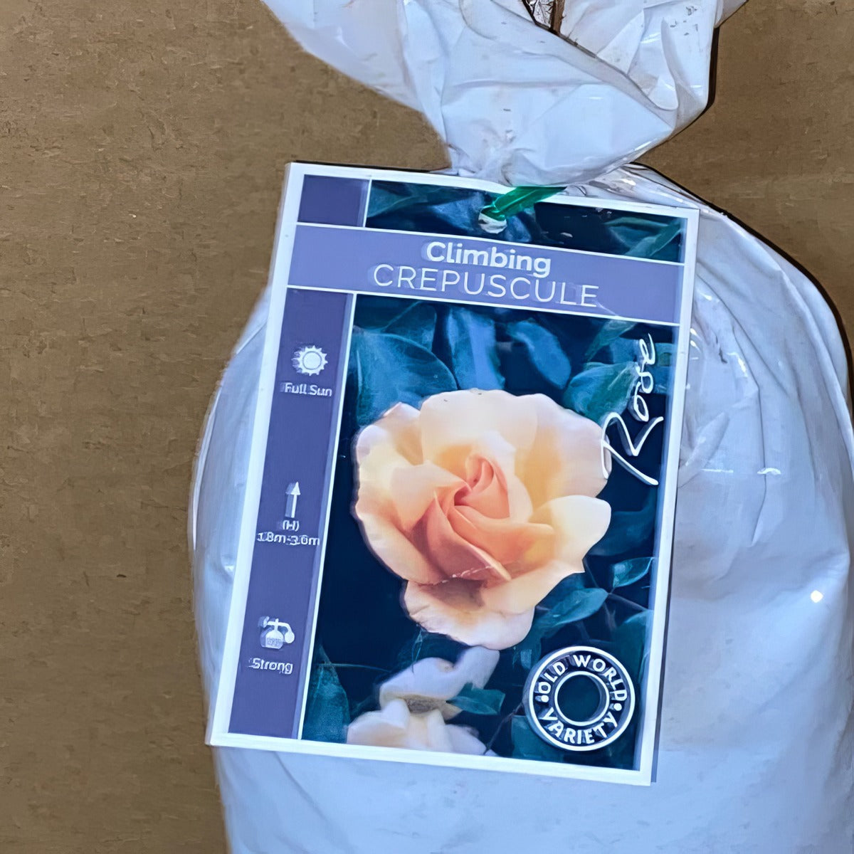 Rose Crepuscule Rosccre 2 - Garden Express Australia