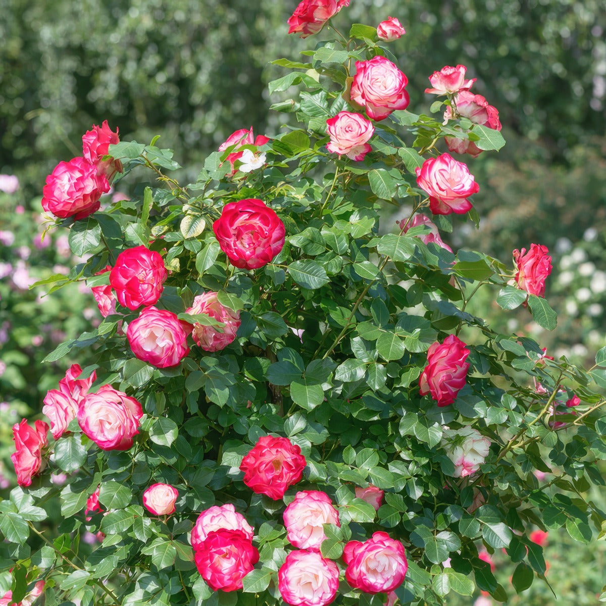 Climbing Rose Double Delight - Garden Express Australia