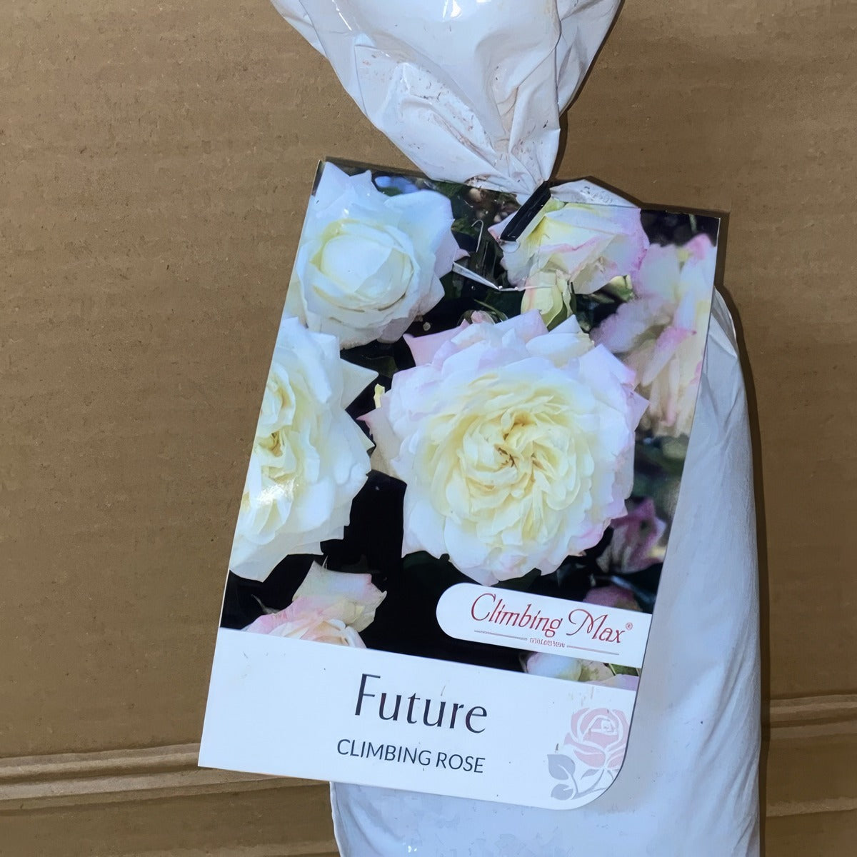 Climbing Rose Future Roscfut 1 - Garden Express Australia