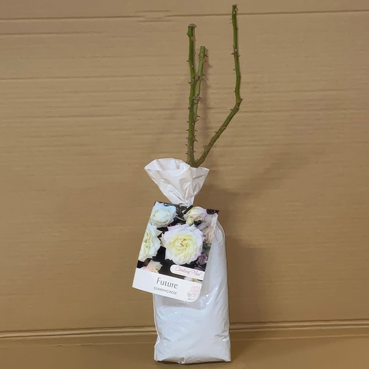 Climbing Rose Future Roscfut 2 - Garden Express Australia