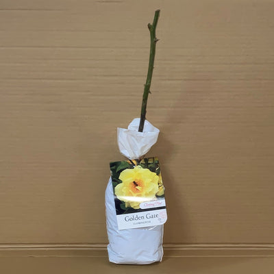 Rose Golden Gate Roscgga 1 - Garden Express Australia