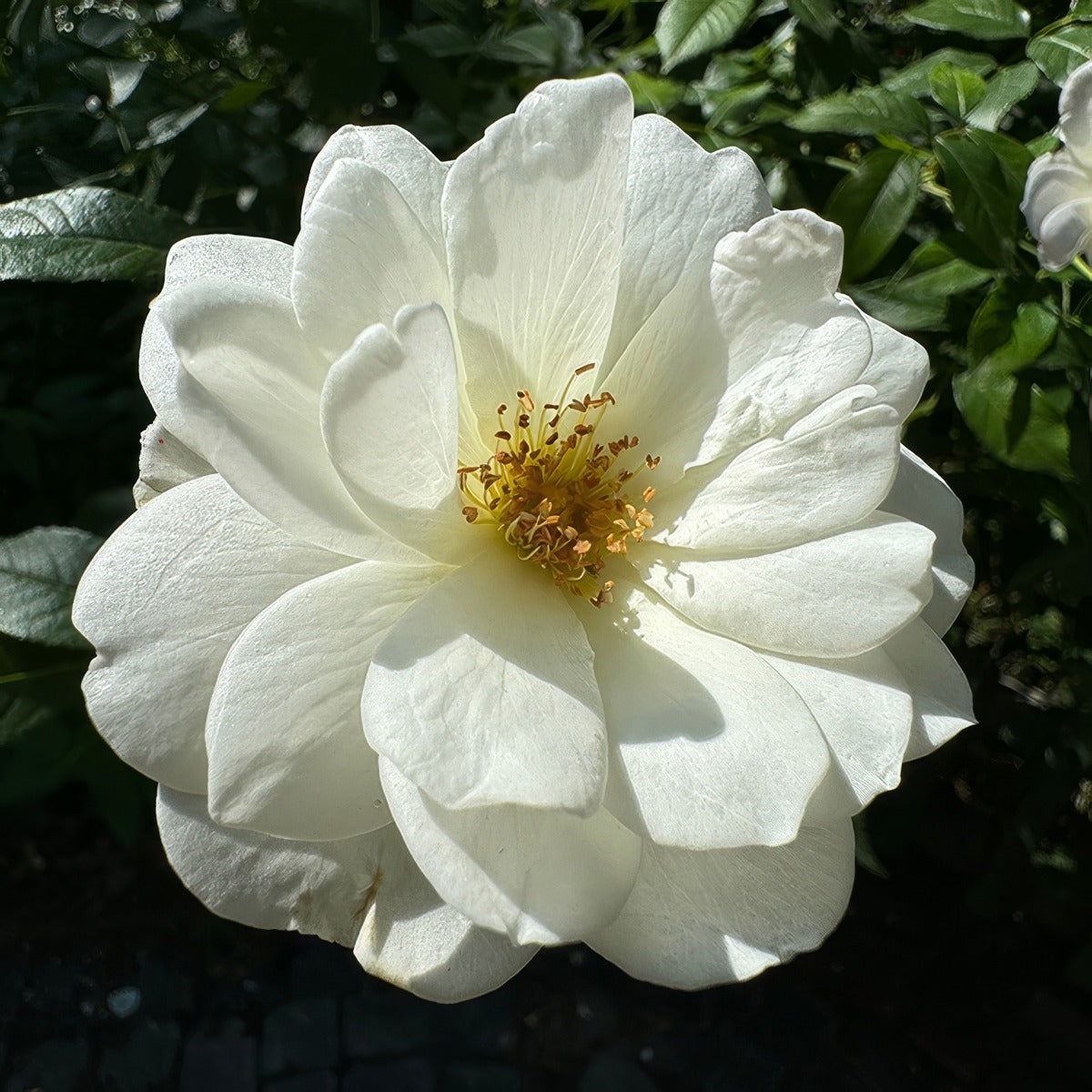 2470479007 Climbing Rose Iceberg 2 - Garden Express Australia