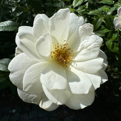 2470479007 Climbing Rose Iceberg 2 - Garden Express Australia