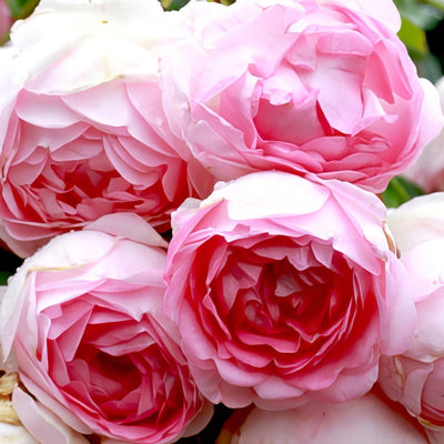 Rose Jasmina16l - Garden Express Australia
