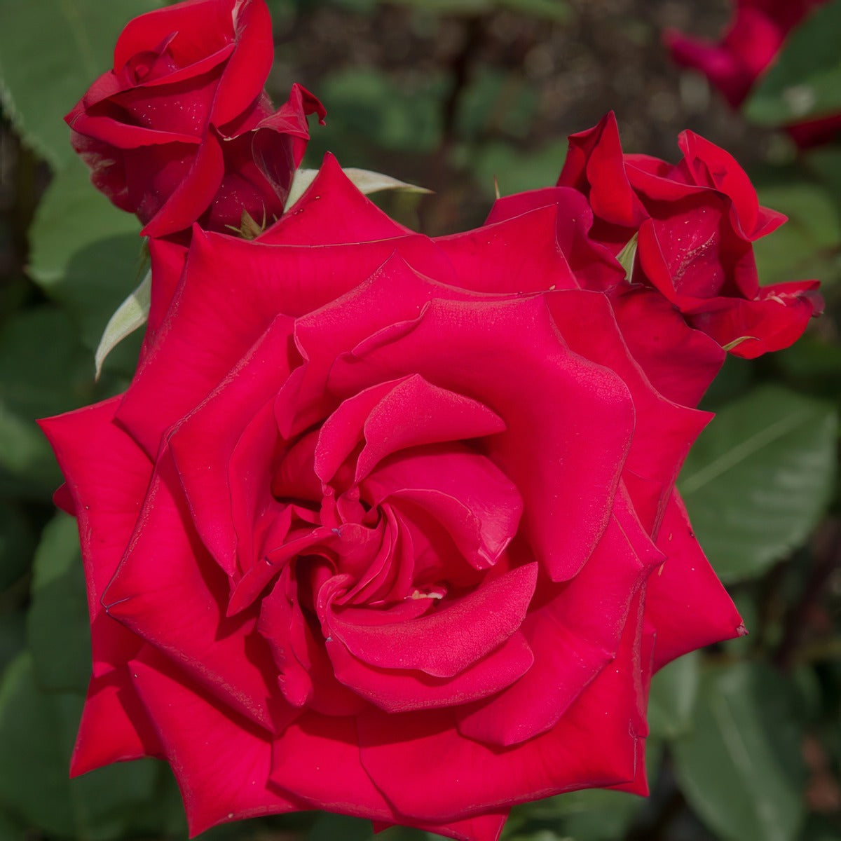 Climbing Rose Kardinal Rosckar - Garden Express Australia