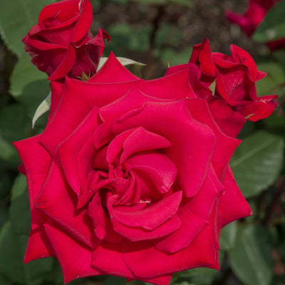 Climbing Rose Kardinal Rosckar - Garden Express Australia
