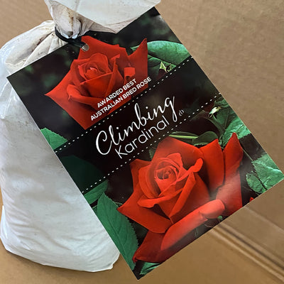 Climbingrose Kardinal Rosckar 2 - Garden Express Australia