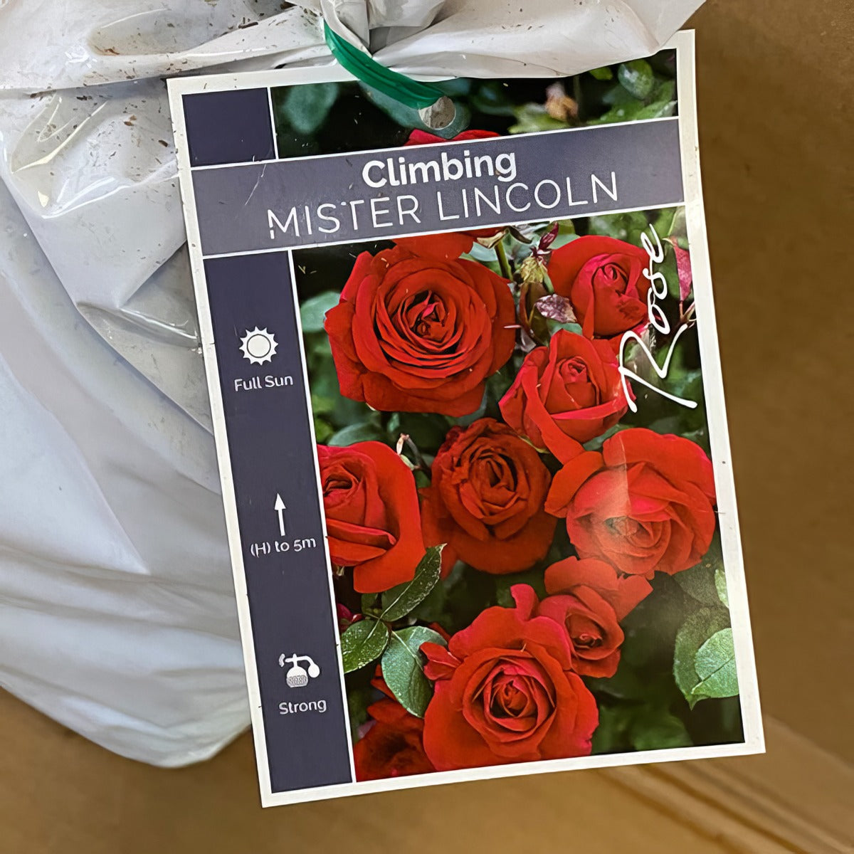 Climbingrose Mr Lincoln Roscmli 2 - Garden Express Australia