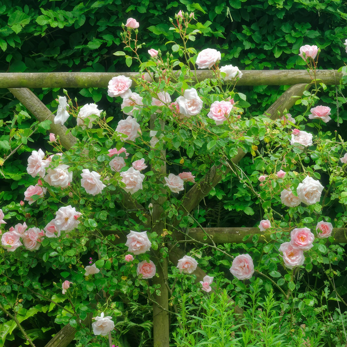 Climbing Rose New Dawn On Trellis Roscnda - Garden Express Australia