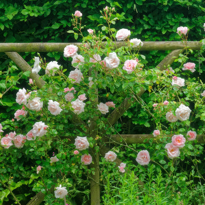 Climbing Rose New Dawn On Trellis Roscnda - Garden Express Australia