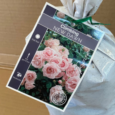 Climbingrose New Dawn Roscnda 2 - Garden Express Australia
