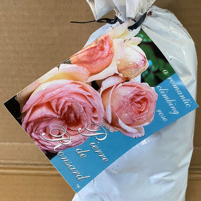 Climbingrose Pierre De Ronsard Roscpdr 2 - Garden Express Australia