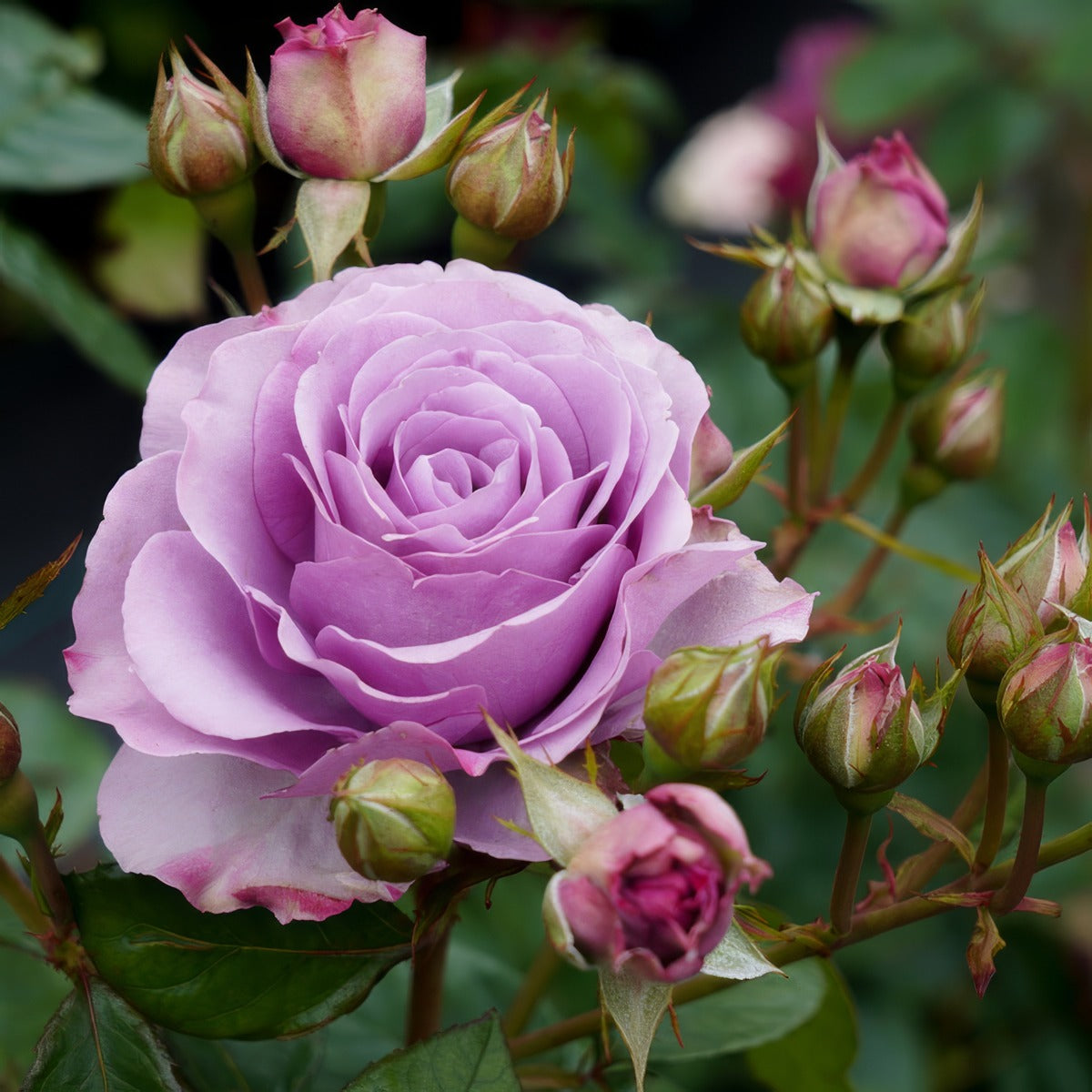 Climbing Rose Quick Silver Closeup Roscqsi - Garden Express Australia
