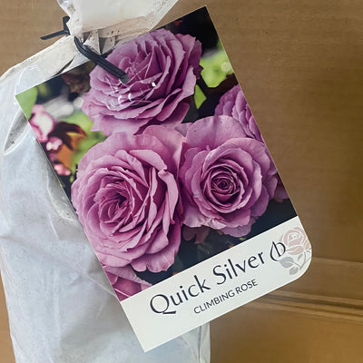Climbingrose Quick Silver Roscqsi 2 - Garden Express Australia