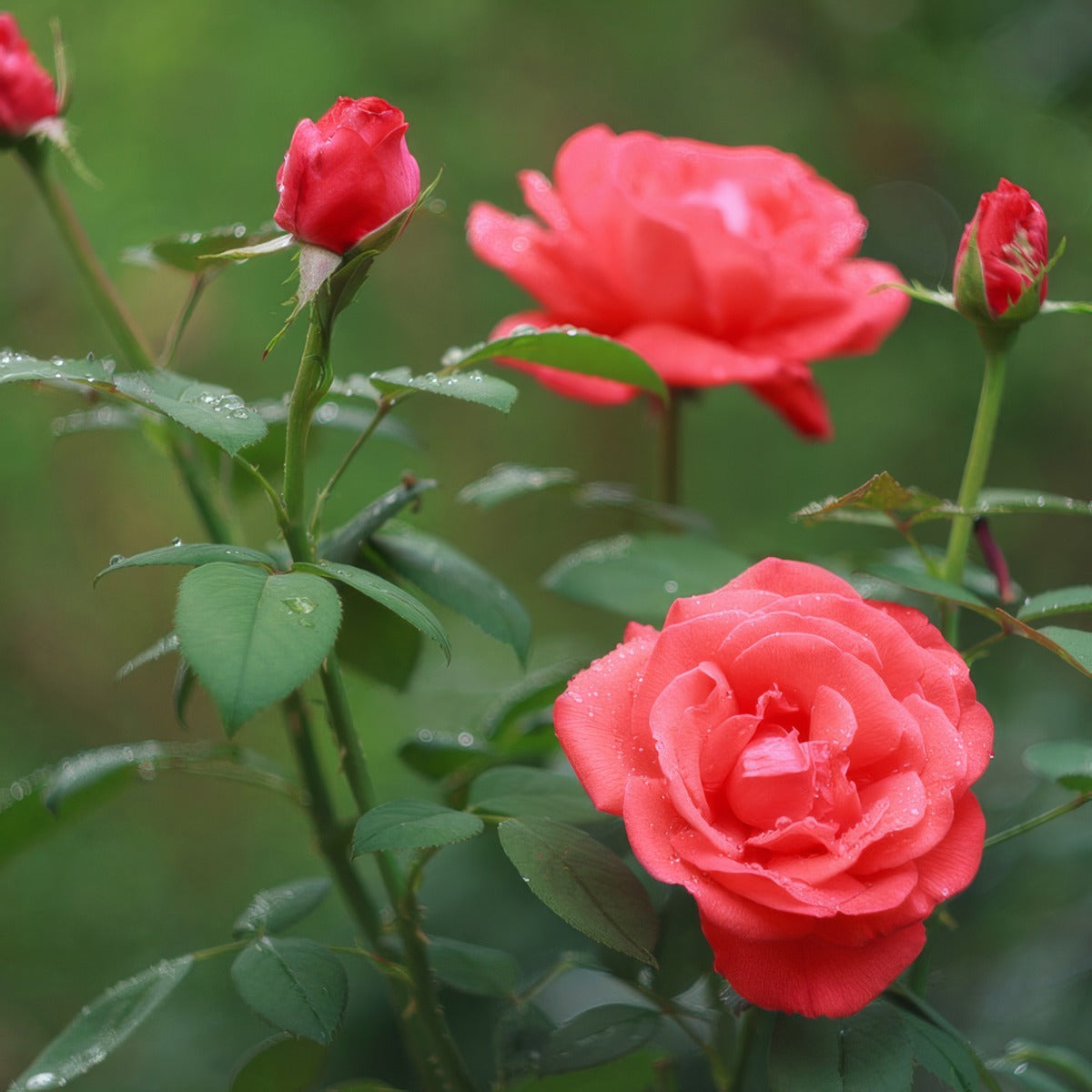Climbing Rose Salmon Scentsation Roscssa - Garden Express Australia