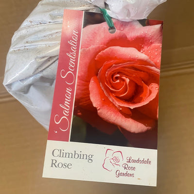 Climbingrose Salmon Scentsation Roscssa 2 - Garden Express Australia